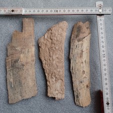 Fossiler zahn primigenius gebraucht kaufen  Euskirchen