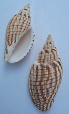 Curiosité coquillage lot d'occasion  Montpellier-