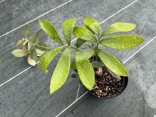 Zamia furfuracea issu d'occasion  Hyères