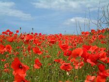Common poppy papaver for sale  GREENOCK