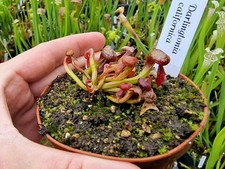 darlingtonia californica gebraucht kaufen darlingtonia californica gebraucht kaufen Büren
