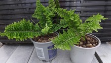 indoor fern for sale indoor fern for sale PETERHEAD