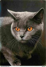 Animals cats kittens d'occasion  Expédié en Belgium