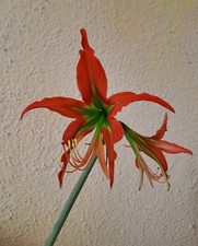 Hippeastrum mandonii hybrid usato  Bagnoregio