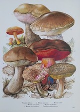 1960s botanical print for sale  BIRKENHEAD