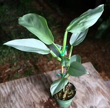 Philodendron hastatum plant for sale  Hollywood