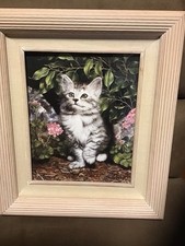 1997 adorable cat for sale  Knox