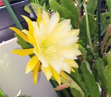 Epiphyllum chardonnay twist gebraucht kaufen  Würselen