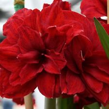 amaryllis for sale amaryllis for sale LOCHGELLY