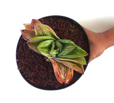 Gasteria armstrongii uranium usato  Napoli