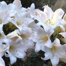 Hipeastrum amaryllis belladonn for sale  CRAWLEY