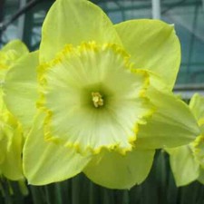 Narcissus st. patricks for sale  Hayden