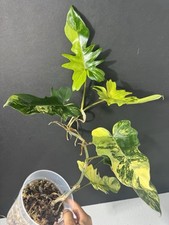 Philodendron florida beauty for sale  Melbourne