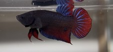 Betta plakat fighter for sale  Fresno
