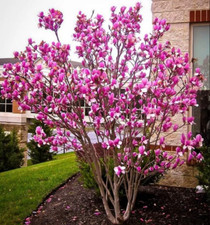 Ann magnolia tree for sale  Mcminnville