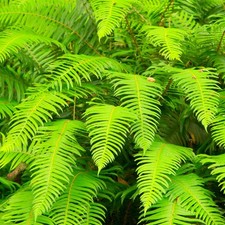 Polystichum munitum western for sale  UK