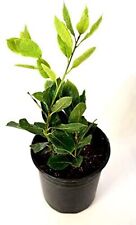 Bay leaf pot for sale  Livingston