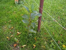 arbre cerisier d'occasion arbre cerisier d'occasion  Aix-en-Othe