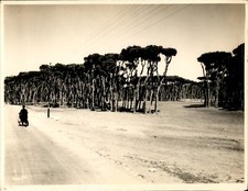 aleppo pines for sale aleppo pines for sale Dixon
