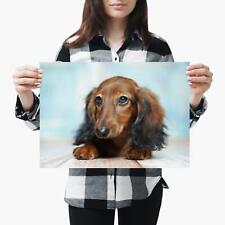 Beautiful dachshund dog for sale  SELBY