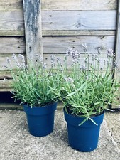 Lavender lilac pink for sale  ASHBOURNE