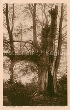 Baeume trees arbres gebraucht kaufen  Deutschland