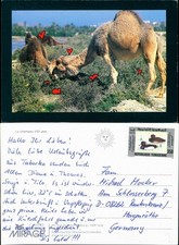 Chameau jem tiere gebraucht kaufen Chameau jem tiere gebraucht kaufen  Ortrand