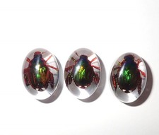 Usado, Lote de 3 peças cabochão de insetos oval 12x18 mm besouro cockchafer dourado transparente comprar usado Usado, Lote de 3 peças cabochão de insetos oval 12x18 mm besouro cockchafer dourado transparente comprar usado  Enviando para Brazil