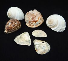 Collection large seashells for sale  READING