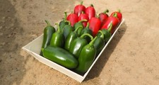 Chilli pepper jalapeno for sale  PRESTON