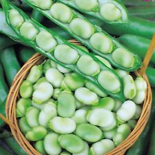 Packs broad bean for sale  DARLINGTON