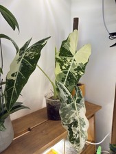 Alocasia frydek variegata. d'occasion  Montpellier-