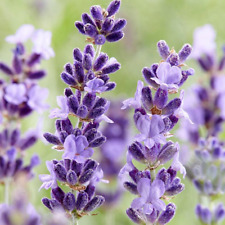 Purple rain lavender for sale  WARRINGTON