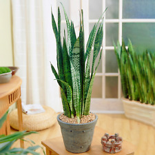 Sansevieria black coral for sale  UK