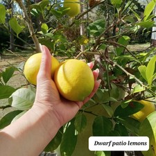 Meyer lemon tree. for sale  Woodville