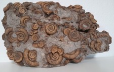 fossilien ammonit gebraucht kaufen fossilien ammonit gebraucht kaufen  Dunningen