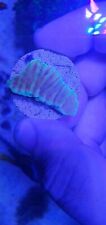 Beachbum montipora for sale  MANCHESTER