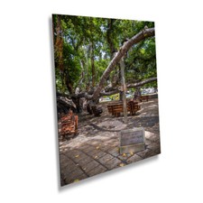 Nature canopy banyan for sale  Livingston