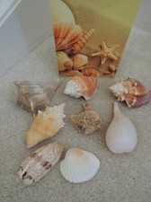 Seashell collection sanibel for sale  Chicago