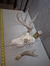 Shed buck wild for sale  Valley City