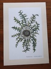 Silberdistel carlina acaulis gebraucht kaufen  Bad Oldesloe