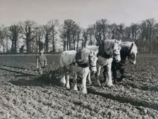 1950s three shire for sale  LONDON