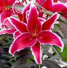 25pc lily seeds for sale  Goldsboro