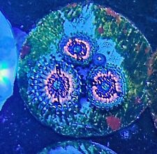 Pink chaos zoanthid for sale  HOLMFIRTH