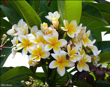 Plumeria pflanze frangipani gebraucht kaufen  Kallmünz