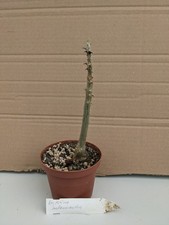 Erythrina melanacantha kakteen gebraucht kaufen  Stuttgart