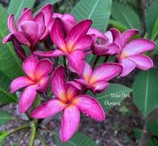 Fresh seeds frangipani for sale  NOTTINGHAM