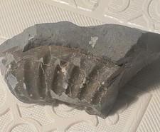 Large ammonite section for sale  WARWICK