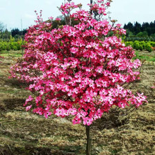 Gal. red dogwood for sale  Denver