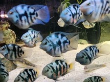 Group polar blue for sale  Waterford